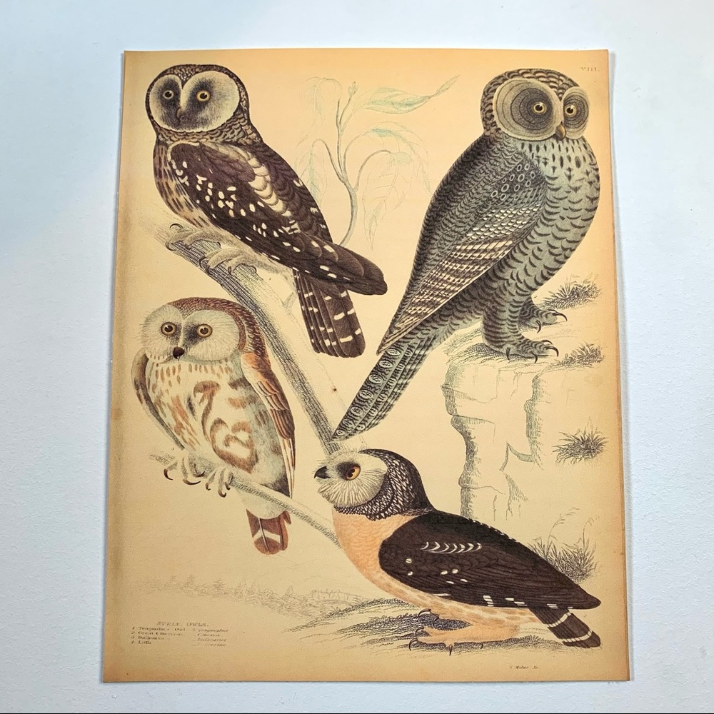 Vintage Wild Owl Scientific Chart Print 8x10